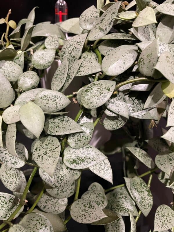 hoya lacunosa 'jawa barat'