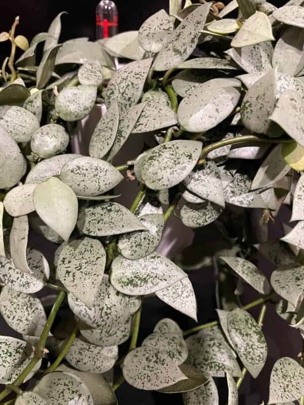 Hoya lacunosa 'Jawa Barat'
