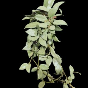 hoya lacunosa 'louisa's silver'