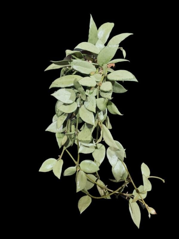 Hoya lacunosa 'Louisa's Silver'