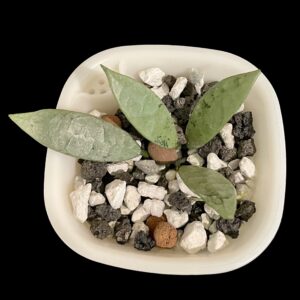 hoya lacunosa oak 022 (silver long leaves)