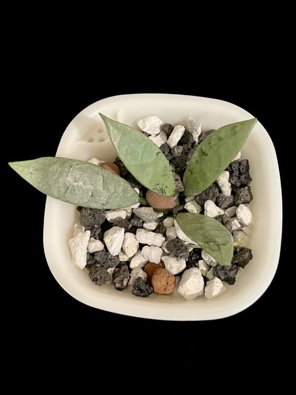 hoya lacunosa oak 022 (silver long leaves)