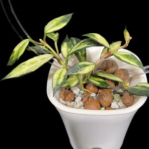 hoya lacunosa (variegated)