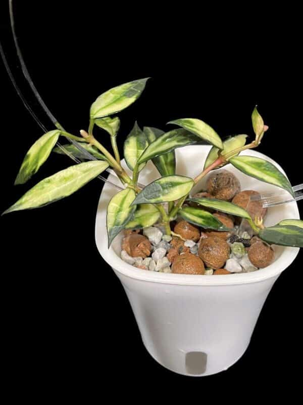 Hoya lacunosa (variegated)