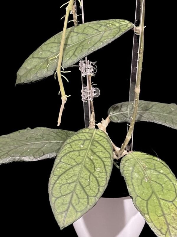 Hoya sp. Lampung