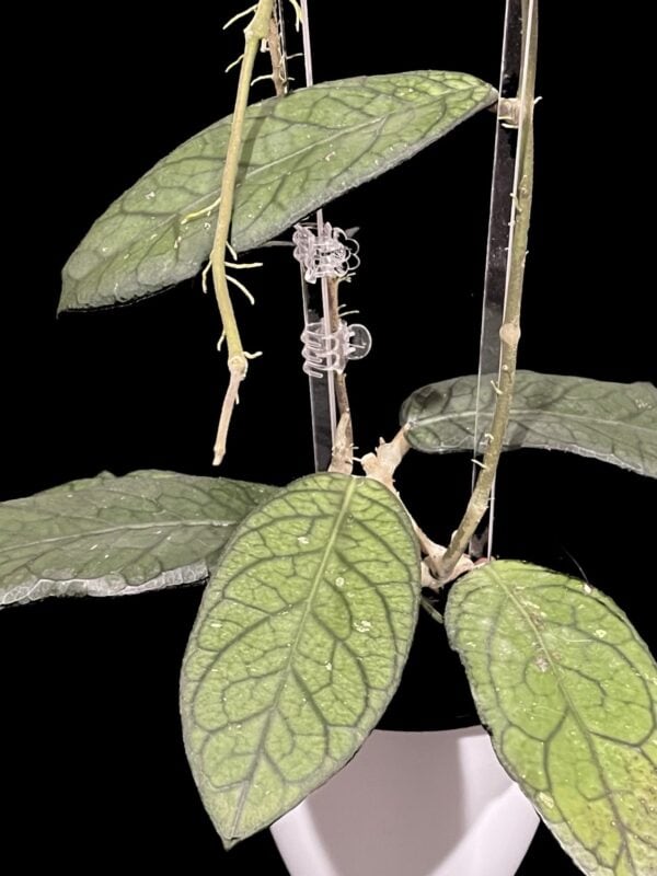hoya sp. lampung