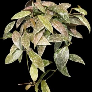 hoya lacunosa 'laos'