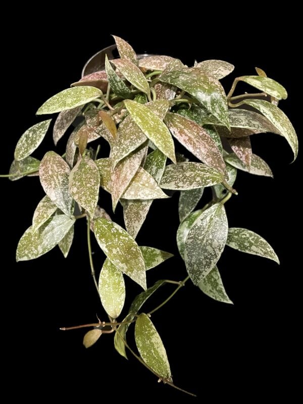 Hoya lacunosa 'Laos'