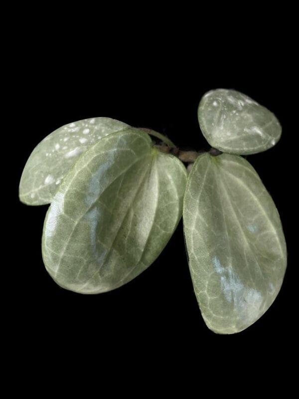 Hoya latifolia (silver)