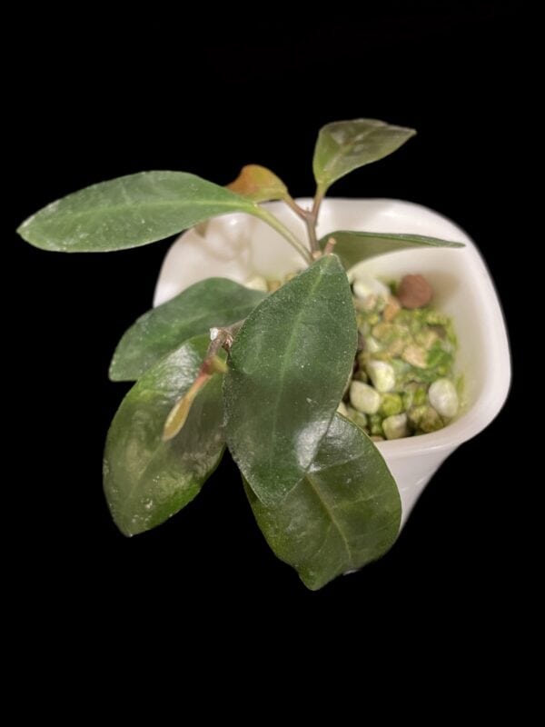 hoya leticiae