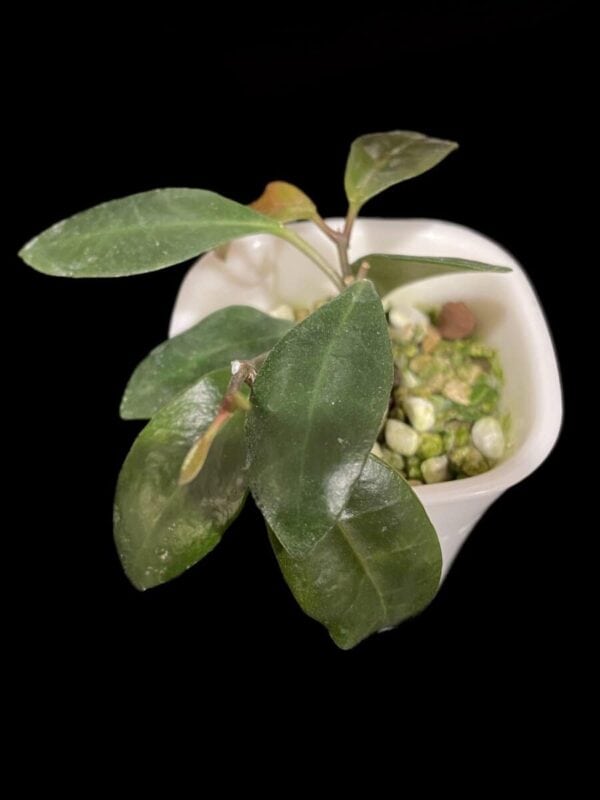 Hoya leticiae
