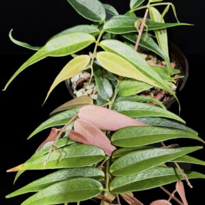 hoya leucantha