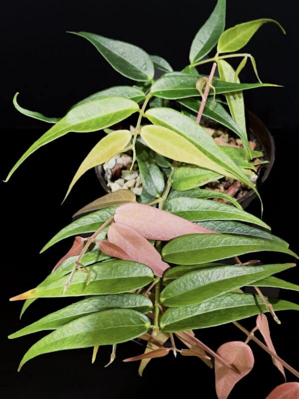 hoya leucantha