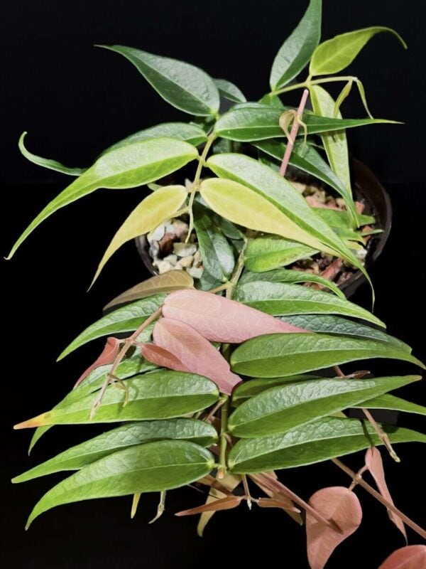 Hoya leucantha