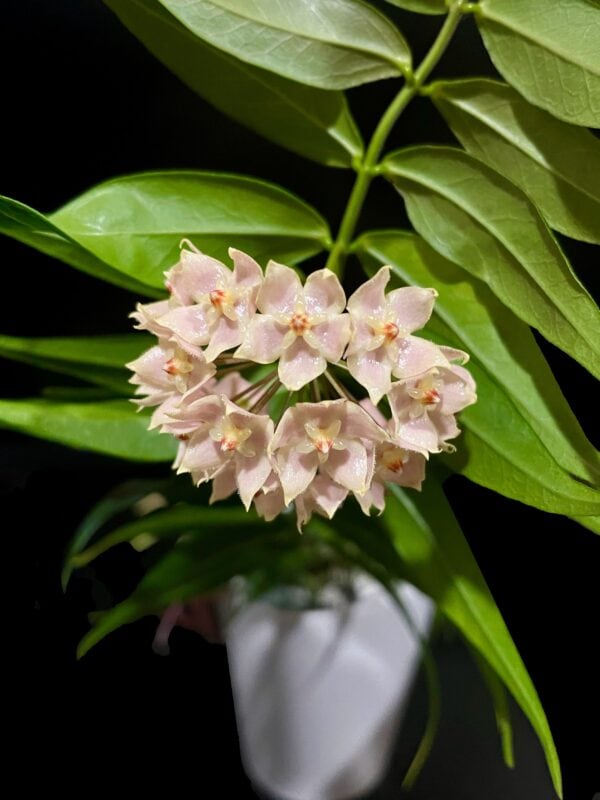 hoya leucantha