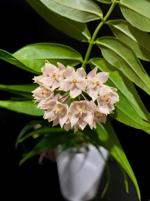 Hoya leucantha - Image 2