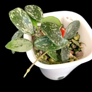 hoya ‘lima’ (splash)