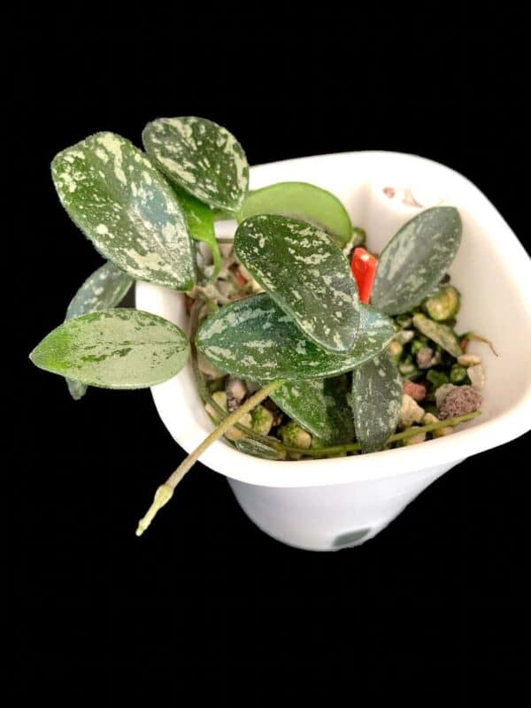 Hoya ‘Lima’ (splash)