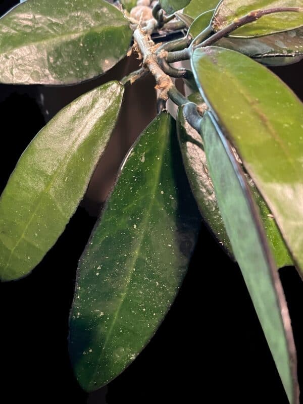Hoya 'Lime Sherbert',