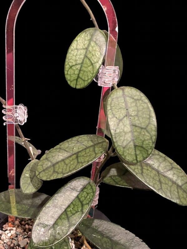 Hoya sichuanensis (lyi NOID)