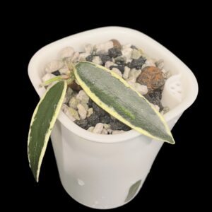 hoya lyi ‘prism’