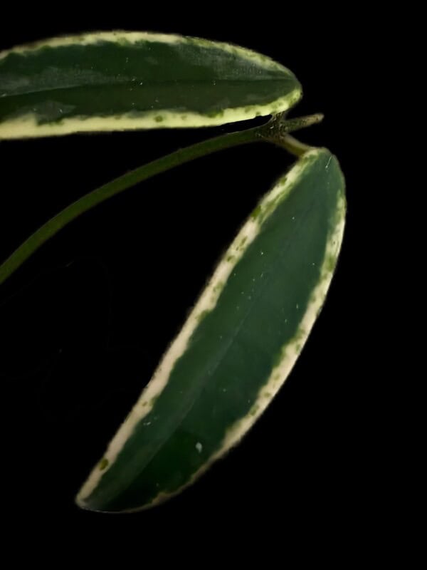 Hoya lyi ‘Prism’