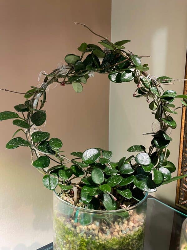 hoya ‘mathilde’