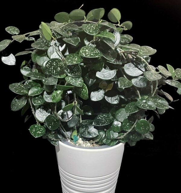 Hoya ‘Mathilde’