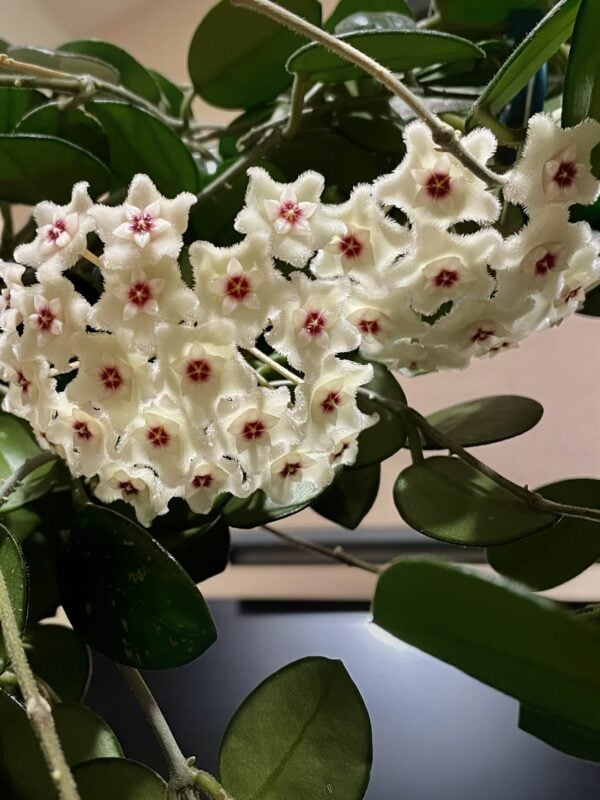 hoya ‘mathilde’ flowers