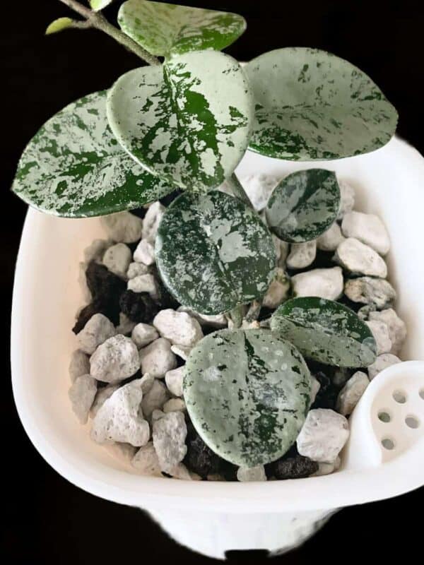 Hoya 'Mathilde' (silver)