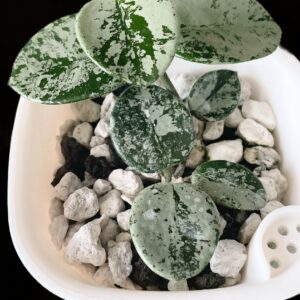 hoya 'mathilde' (silver)