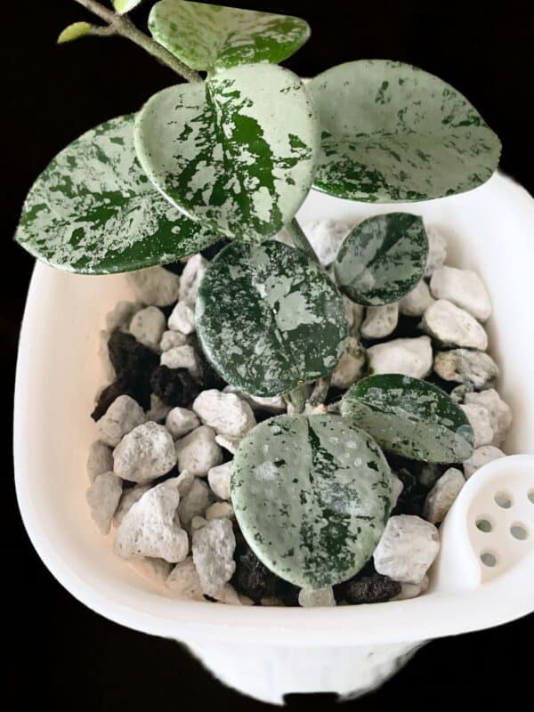 hoya 'mathilde' (silver)