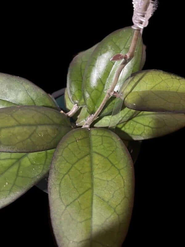 Hoya ‘Mayumi’ (UPT002)