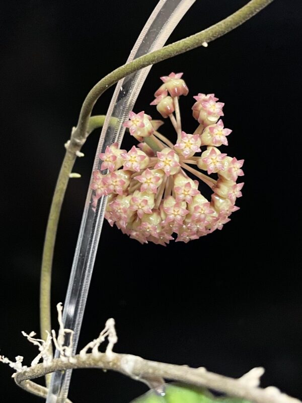 hoya ‘mayumi’ (upt002)