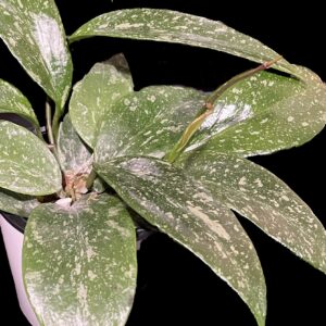 hoya memoria x collina ir26