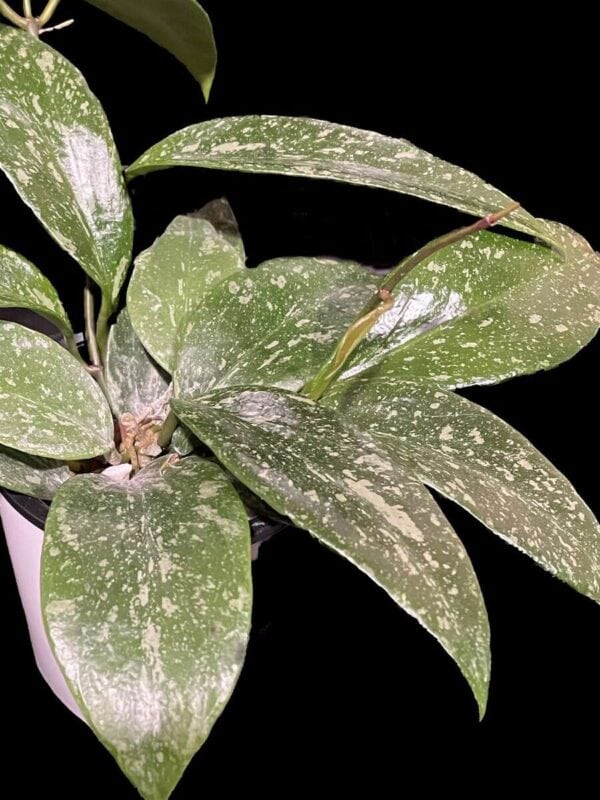 Hoya memoria x collina IR26