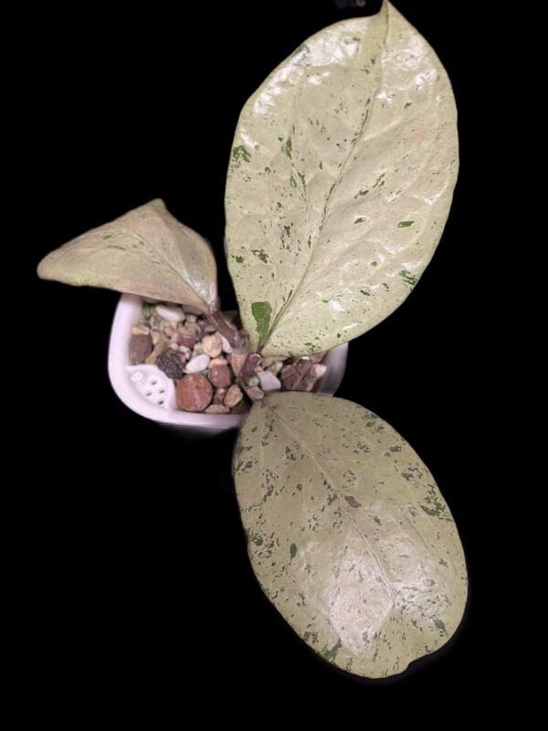 Hoya Michele (silver)