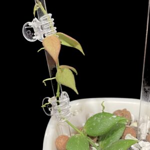 hoya microstemma