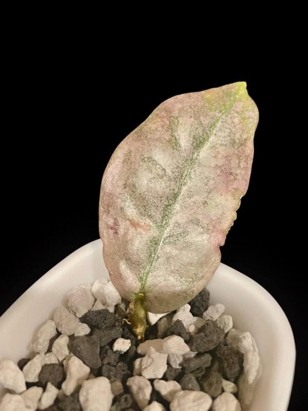 Hoya mitrata (silver) (Borneo)