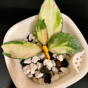 hoya nabawanensis (variegated)