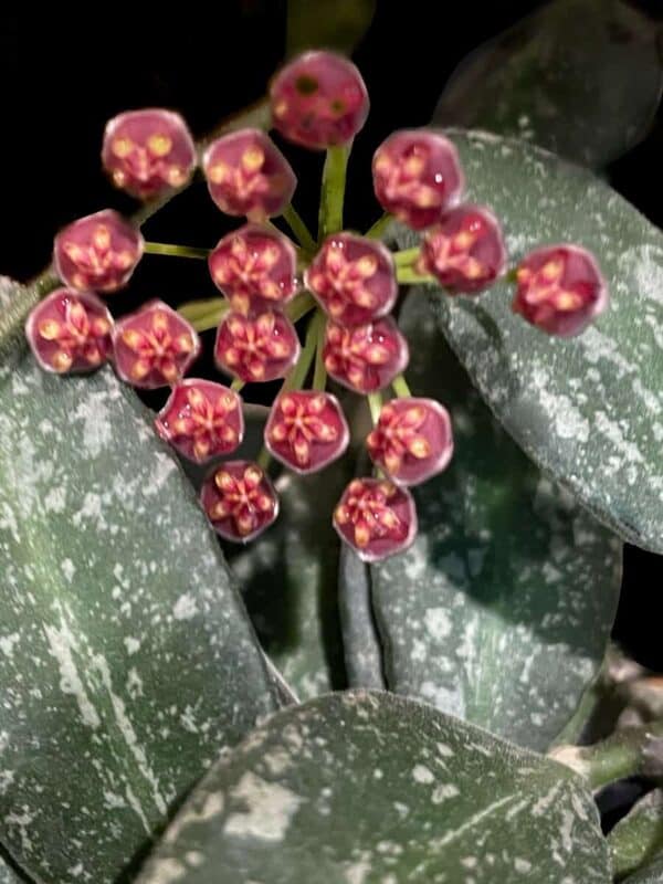 Hoya NAP016