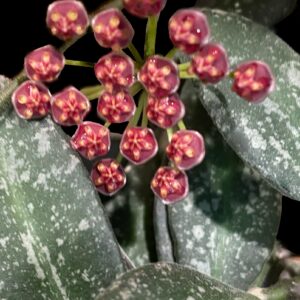 hoya nap016
