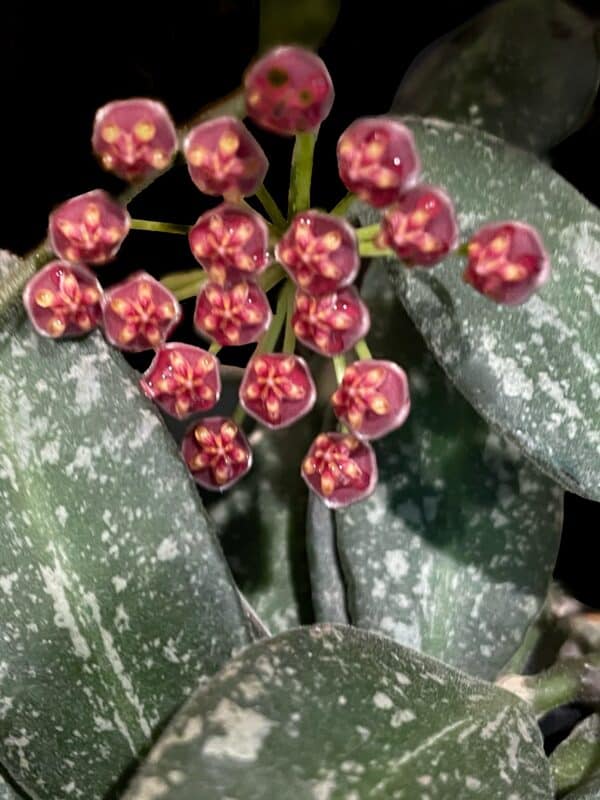 hoya nap016
