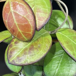 hoya ‘nathalie’