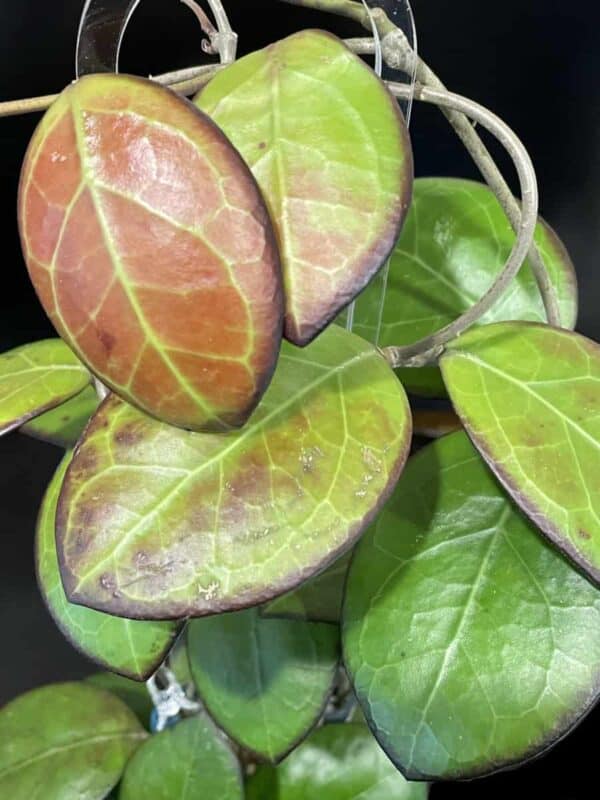 Hoya ‘Nathalie’