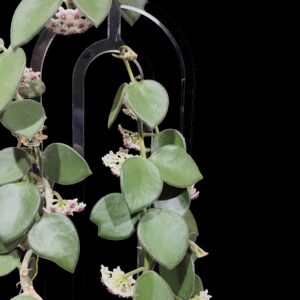 hoya nummulariodes