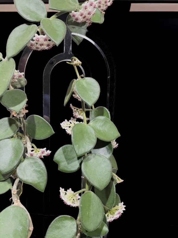 hoya nummulariodes