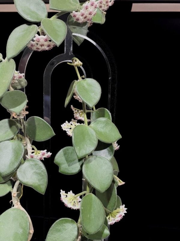Hoya nummulariodes