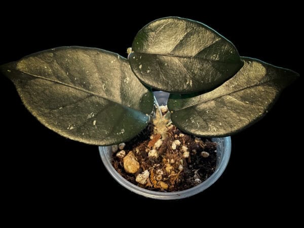 hoya nutans