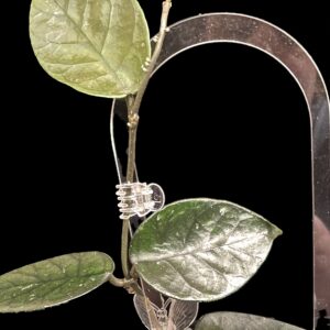 hoya nutans